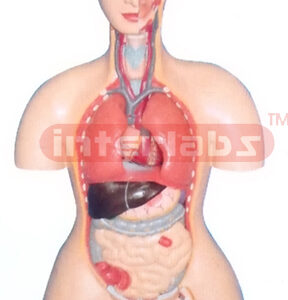 85 CM TALL INDO-TYPE HUMAN TORSO MODEL WITH BASE Manufacturers and Suppliers From Ambala India