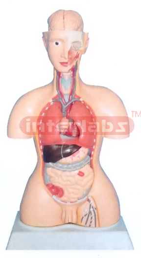 85 CM TALL INDO-TYPE HUMAN TORSO MODEL WITH BASE Manufacturers and Suppliers From Ambala India
