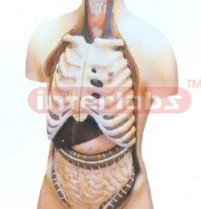 85 CM TALL INDO-TYPE HUMAN TORSO MODEL WITH HEAD Manufacturers and Suppliers From Ambala India