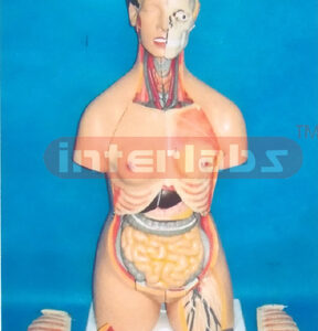 85 CM TALL ADVANCED EMULATIONAL TORSO WITH HEAD & 52 PCS AND NUMBERED MULTIFUNCTIONAL COMPOSITIVABLE MODEL Manufacturers and Suppliers From Ambala India