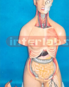85 CM TALL MUCH SEX ADVANCED EMULATIONAL HUMAN MODEL WITH HEAD & BACK DISSECTION (40 PCS) Manufacturers and Suppliers From Ambala India