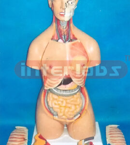 85 CM TALL ADVANCED EMULATIONAL TORSO WITH HEAD & 68 PCS AND MULTIFUNCTIONAL COMPOSITIVABLE MODEL Manufacturers and Suppliers From Ambala India