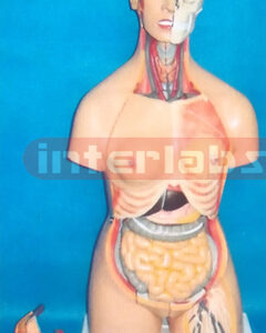 85 CM TALL MUCH SEX ADVANCED EMULATIONAL HUMAN MODEL WITH BACK DISSECTION (38 PCS) Manufacturers and Suppliers From Ambala India