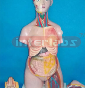 85 CM TALL CHANGE SEX PRIMARY HUMAN MODEL WITH SHOULDER BONE BACK DISSECTION