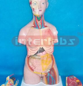 85 CM TALL CHANGE SEX PRIMARY HUMAN MODEL WITH SHOULDER BONE BACK DISSECTION WITH HEAD (24 PCS) Manufacturers and Suppliers From Ambala India