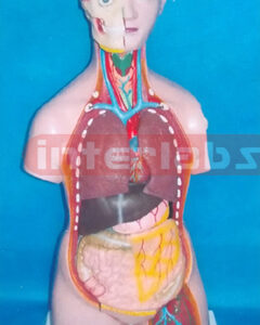 85 CM TALL CHANGABLE SEXES TEACHING TORSO. Manufacturers and Suppliers From Ambala India