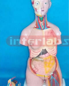 85 CM TALL CHANGABLE SEXES PRIMARY HUMAN MODEL WITH SHOULDER BONE