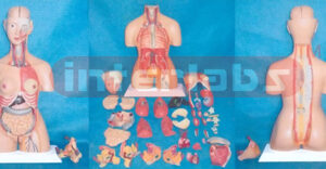 85 CM TALL INDO-TYPE HUMAN TORSO MODEL Manufacturers and Suppliers From Ambala India