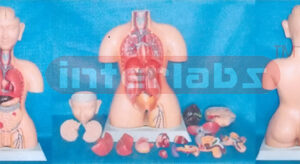 85 CM TALL. INDO-TYPE HUMAN TORSO MODEL Manufacturers and Suppliers From Ambala India