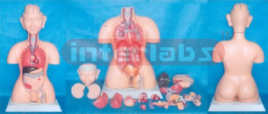 85 CM TALL. INDO-TYPE HUMAN TORSO MODEL Manufacturers and Suppliers From Ambala India