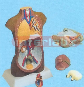 85 CM TALL NEGRO TORSO MODEL W/OUT HEAD (5 PCS) Manufacturers and Suppliers From Ambala India