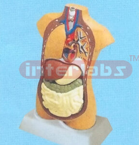 85 CM TALL YELLOW RACE TORSO MODEL W/OUT HEAD (5 PCS) Manufacturers and Suppliers From Ambala India