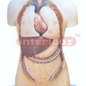 85 CM TALL INDOTYPE HUMAN TORSO MODEL WITHOUT HEAD Manufacturers and Suppliers From Ambala India