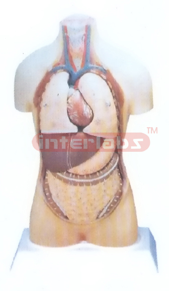 85 CM TALL INDOTYPE HUMAN TORSO MODEL WITHOUT HEAD Manufacturers and Suppliers From Ambala India