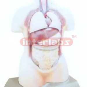85 CM TALL HUMAN TORSO MODEL WITHOUT HEAD Manufacturers and Suppliers From Ambala India