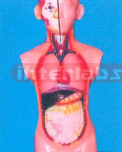 80 CM TALL SEXLESS TORSO Manufacturers and Suppliers From Ambala India