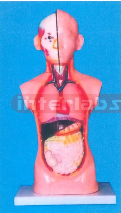 80 CM TALL SEXLESS TORSO Manufacturers and Suppliers From Ambala India