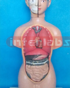 60 CM TALL MALE TORSO MODEL Manufacturers and Suppliers From Ambala India