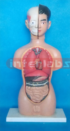60 CM TALL MALE TORSO MODEL Manufacturers and Suppliers From Ambala India