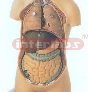 50 CM TALL EURTYPE HUMAN TORSO MODEL W/HEAD (10 PCS) Manufacturers and Suppliers From Ambala India