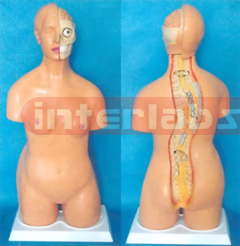 85 CM TALL EURO-TYPE S VERTEBRAL COLUMN TORSO MODEL Manufacturers and Suppliers From Ambala India