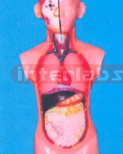 65 CM TALL SEXLESS TORSO Manufacturers and Suppliers From Ambala India