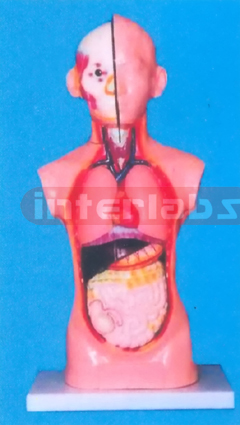 65 CM TALL SEXLESS TORSO Manufacturers and Suppliers From Ambala India