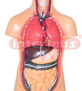 50 CM TALL TORSO MODEL WITH BLACK HAIR (11 PCS) Manufacturers and Suppliers From Ambala India