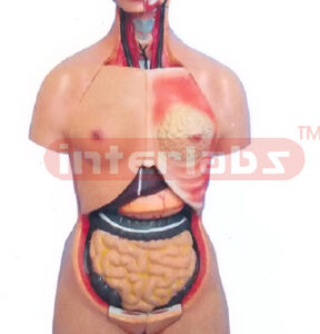 45 CM TALL THREE SEX TORSO WITH HEAD (15 PCS / SET) Manufacturers and Suppliers From Ambala India