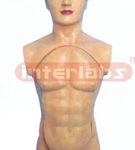 44 CM TALL