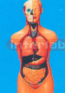 42 CM TALL FEMALE TORSO (14 PCS) Manufacturers and Suppliers From Ambala India