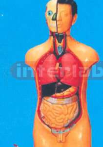 42 CM TALL MALE TORSO WITH 14 DISSECTIBLE PARTS Manufacturers and Suppliers From Ambala India
