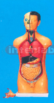 42 CM TALL MALE TORSO WITH 14 DISSECTIBLE PARTS Manufacturers and Suppliers From Ambala India
