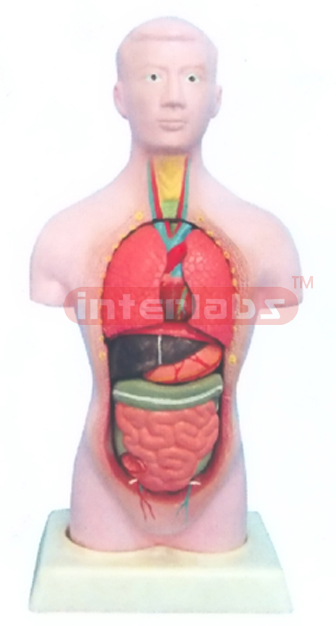 28 CM TALL MALE TORSO MODEL Manufacturers and Suppliers From Ambala India