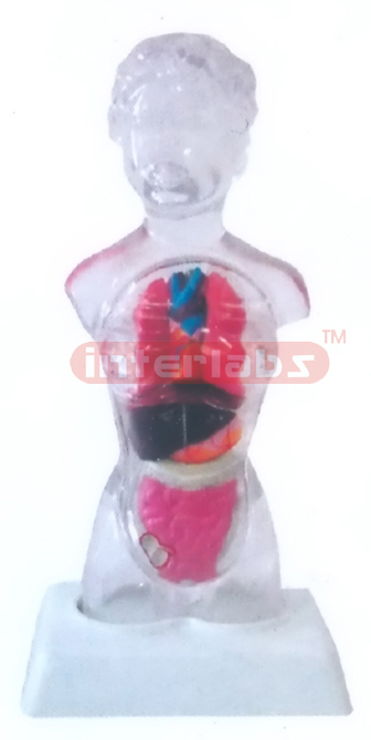 18 CM TALL TRANSPARENT FEMALE TORSO