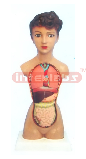 32 CM TALL