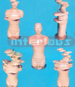 ANATOMICAL DISC MODEL OF MALE HUMAN TORSO (18 PCS) Manufacturers and Suppliers From Ambala India