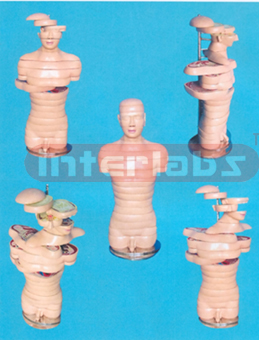 ANATOMICAL DISC MODEL OF MALE HUMAN TORSO (18 PCS) Manufacturers and Suppliers From Ambala India