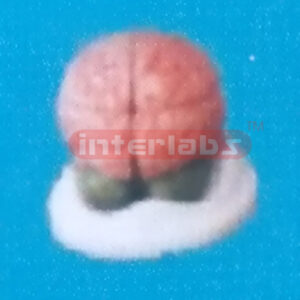 DARK PINKISH BRAIN MODEL Manufacturers and Suppliers From Ambala India