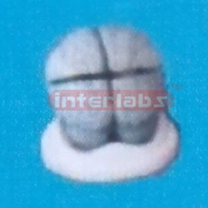 GREY BRAIN MODEL Manufacturers and Suppliers From Ambala India