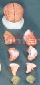 DARK PINKISH BRAIN ON BASE Manufacturers and Suppliers From Ambala India