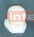 WHITE BRAIN ON BASE (1 PCS) Manufacturers and Suppliers From Ambala India