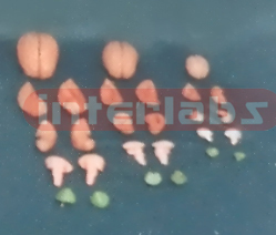 PINKISH BRAIN WITH ARTERY ON BASE (8 PCS) Manufacturers and Suppliers From Ambala India