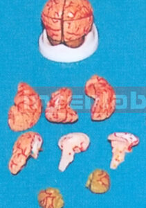 DARK PINKISK BRAIN ON BASE Manufacturers and Suppliers From Ambala India