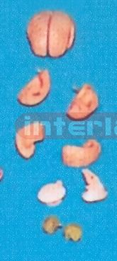 MIDDLE PINKISH BRAIN ON BASE (8 PCS) Manufacturers and Suppliers From Ambala India