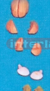 MIDDLE BRIGHT PINKISH BRAIN ON BASE (8 PCS) Manufacturers and Suppliers From Ambala India