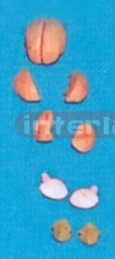 MIDDLE BRIGHT PINKISH BRAIN ON BASE (8 PCS) Manufacturers and Suppliers From Ambala India