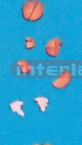 SMALL PINKISH BRAIN ON BASE (8 PCS) Manufacturers and Suppliers From Ambala India