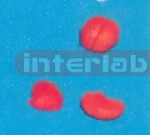 SMALL PINKISH BRAIN ON BASE (2 PCS) Manufacturers and Suppliers From Ambala India