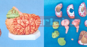 SUPER BRAIN W/ARTERIES